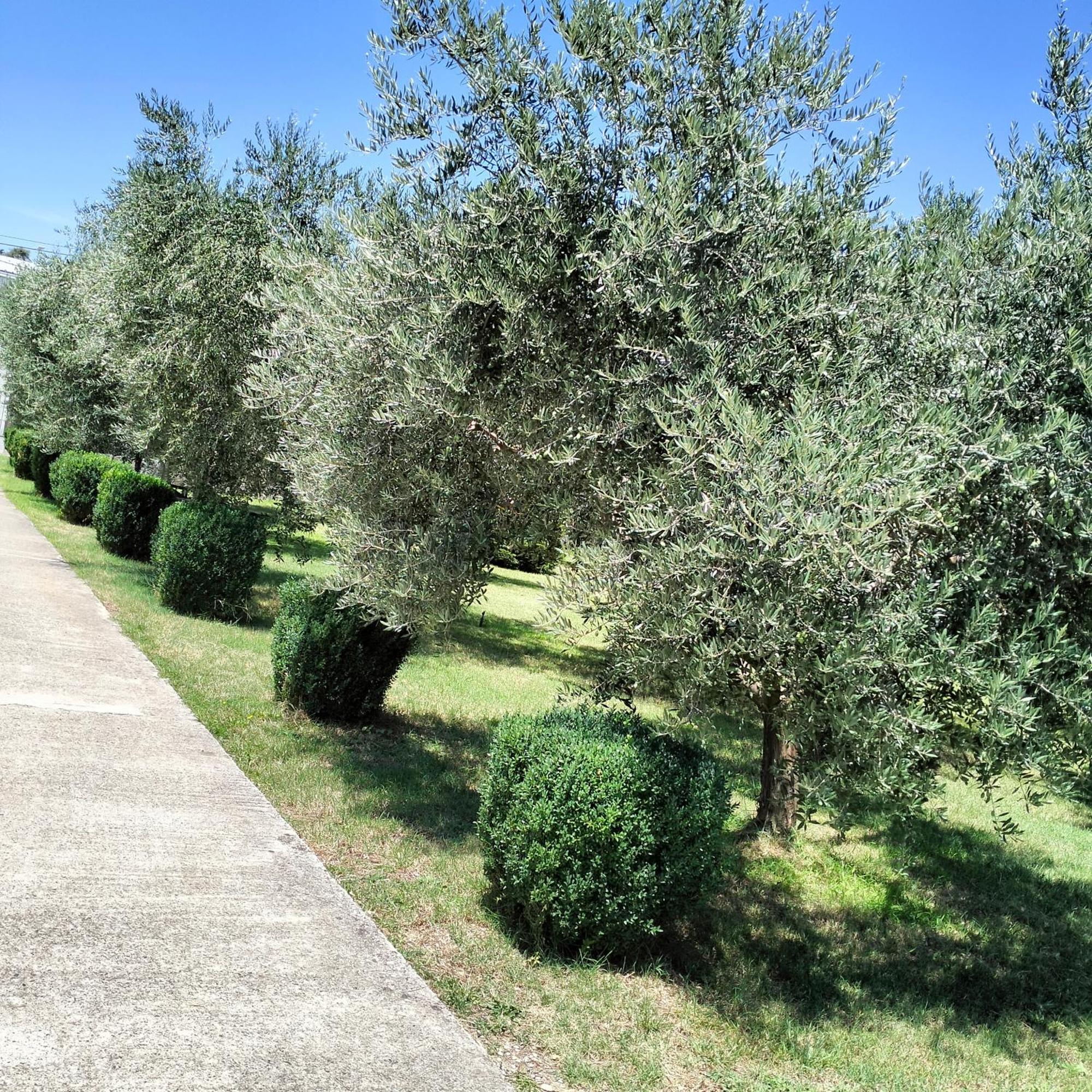 Olive Apartment Podgorica Exterior photo