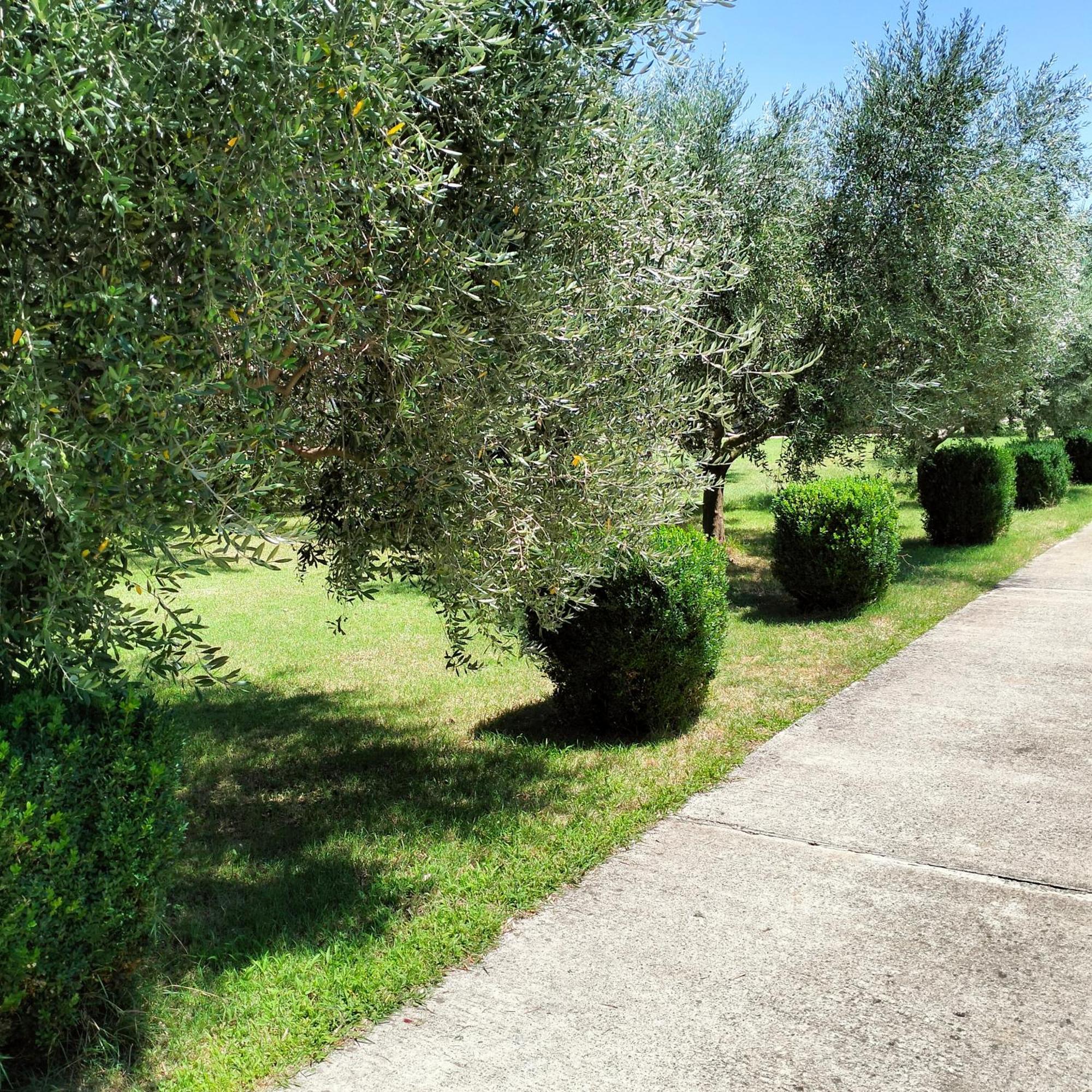 Olive Apartment Podgorica Exterior photo